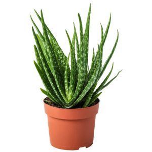 Plante pour bureaux