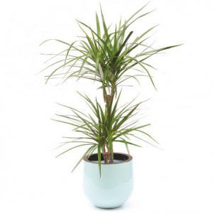 Plante pour bureaux