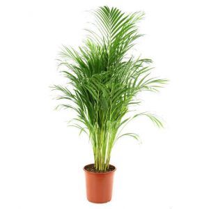 Plante pour bureaux