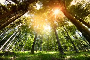 Développement durable UE