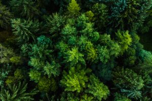 vue aérienne des arbres d'une forêt