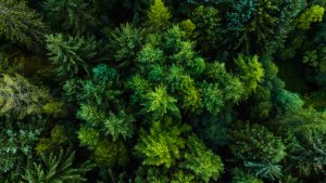 entretenir les forets